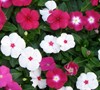 Pacifica Mix Vinca
