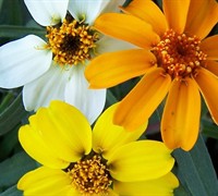 Star Zinnia  Picture