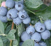 Rabbiteye Blueberry Picture