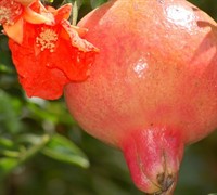 Wonderful Pomegranate Picture