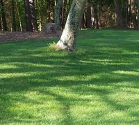 Turf Type Tall Fescue Picture