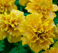 Marigolds - French Picture