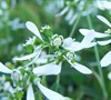 Diamond Frost Euphorbia