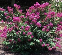 Velmas Royal Delight Crape Myrtle Picture
