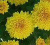 Chrysanthemum Picture