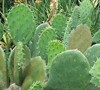 Prickly Pear Cactus Picture