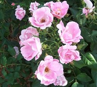Blushing Knock Out Rose Picture
