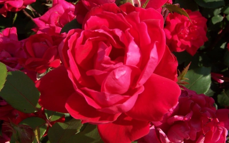Double Red Knock Out Rose Picture