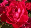 Double Red Knock Out Rose Picture