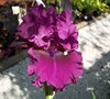 Gypsy Romance Bearded Iris