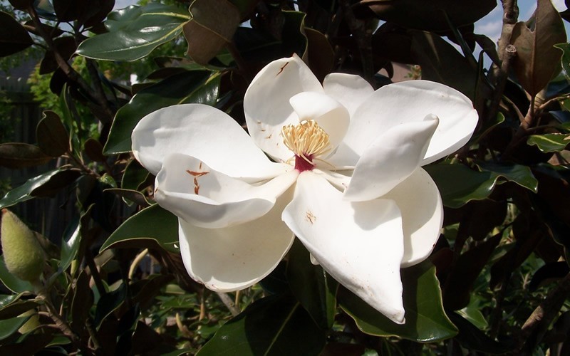 Little Gem Magnolia Picture
