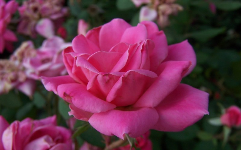 Double Pink Knock Out Rose Picture