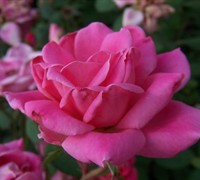 Double Pink Knock Out Rose Picture