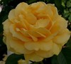 Julia Childs Rose