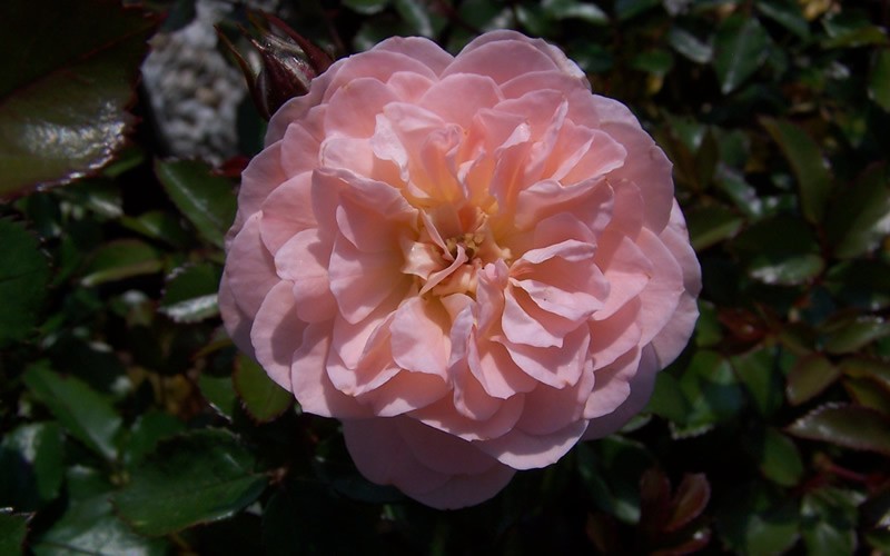 Apricot Drift Rose Picture