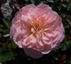 Apricot Drift Rose Picture