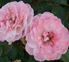 Sweet Drift Rose