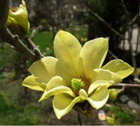 Butterflies Magnolia Picture