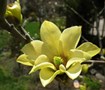 Butterflies Magnolia