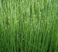 Dwarf Horsetail Picture