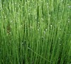 Dwarf Horsetail