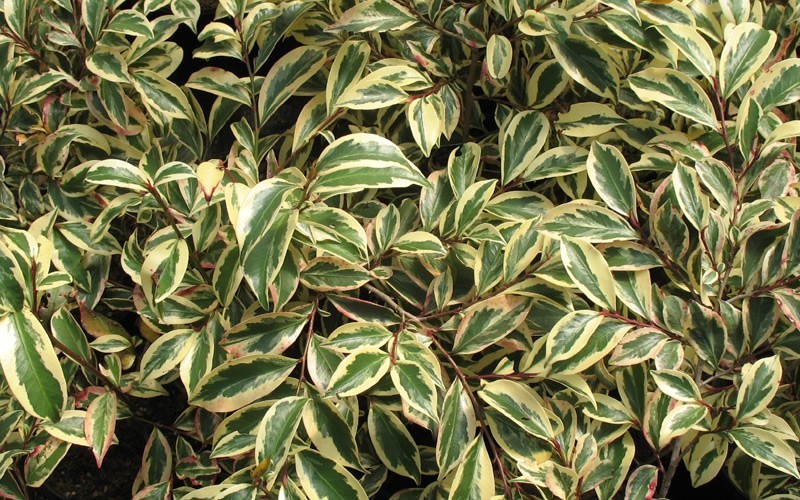 Variegated Cleyera Picture