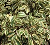 Variegated Cleyera Picture