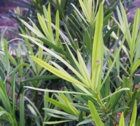 Maki Japanese Yew Picture