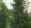 Maki Japanese Yew