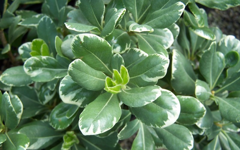 Variegated Pittosporum Picture