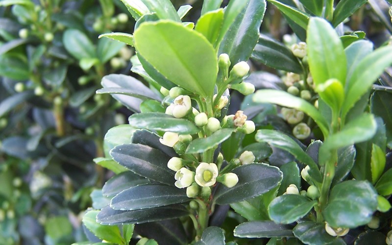 Compacta Holly Picture