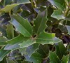 Oakleaf Holly