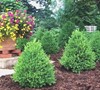 Green Mountain Boxwood