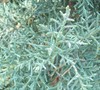 Electra Blue Deodara Cedar