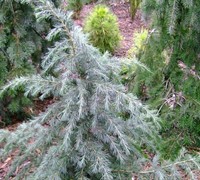 Electra Blue Deodara Cedar Picture