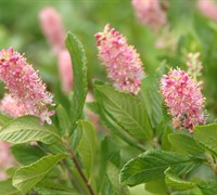 Ruby Spice Clethra Picture