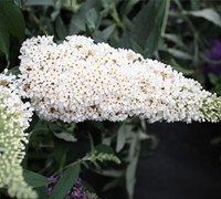 Buzz Ivory Dwarf Butterfly Bush Picture