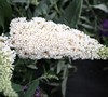 Buzz Ivory Dwarf Butterfly Bush
