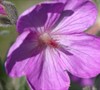 Sticky Purple Geranium