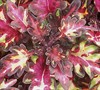 Merlins Magic sun Coleus