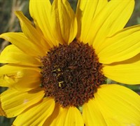 Prairie Sunflower Picture