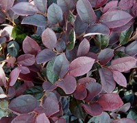 Plum Delight Loropetalum Picture