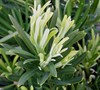 Maki Japanese Yew