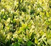 Golden Ligustrum