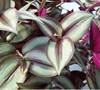 Purple Wandering Jew