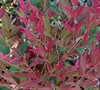 Obsession Nandina Picture