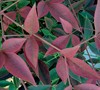 Flirt Nandina Picture