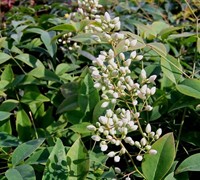 Harbour Dwarf Nandina Picture