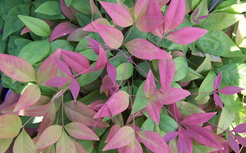 Blush Pink Nandina