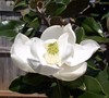 Bracken Brown Beauty Magnolia Picture